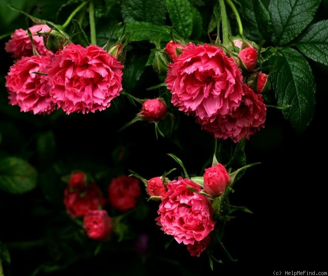 'Red Grootendorst' rose photo