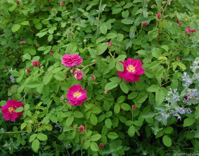 'Portland Rose' rose photo