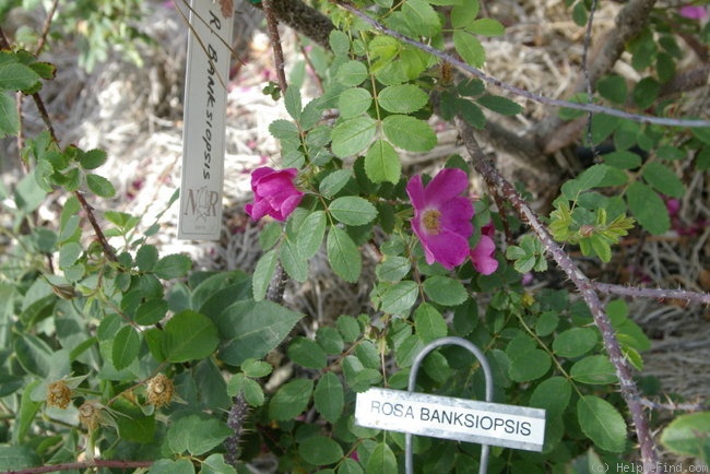 '<i>Rosa banksiopsis</i> Baker' rose photo