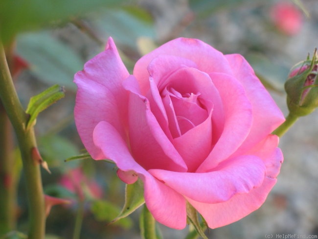 'Cup Of Joy' rose photo