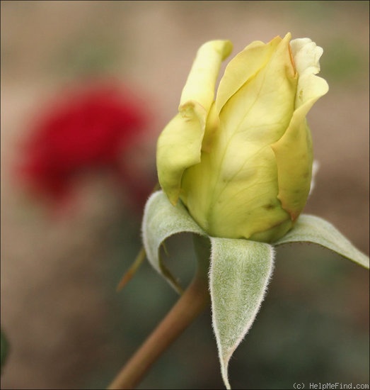 'Elfe ® (LCl, Evers/Tantau, 2000)' rose photo