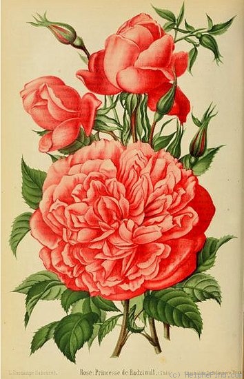 'Madame la Princesse de Radziwill' rose photo