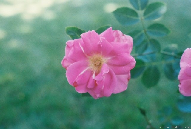'Carefree Wonder' rose photo