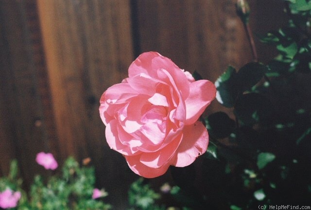 'Passionate Kisses' rose photo
