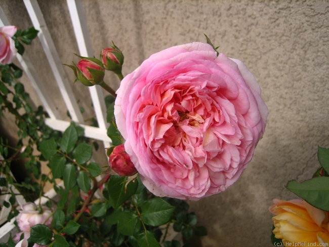 'Abraham Darby' rose photo