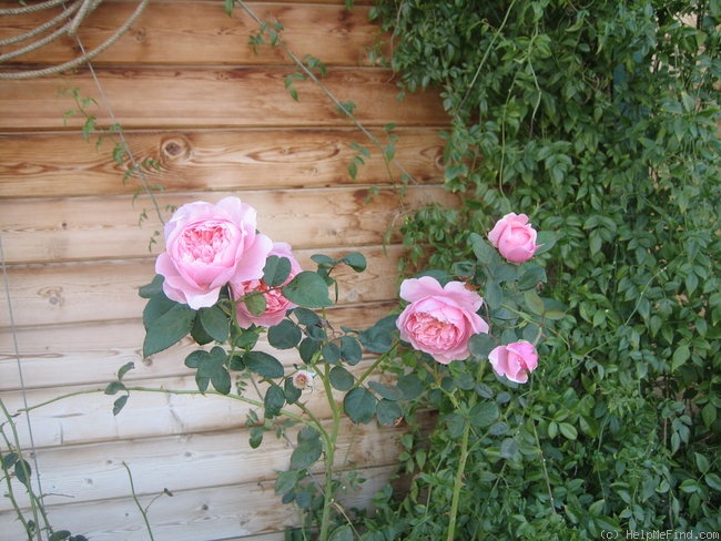 'Alnwick Castle' rose photo