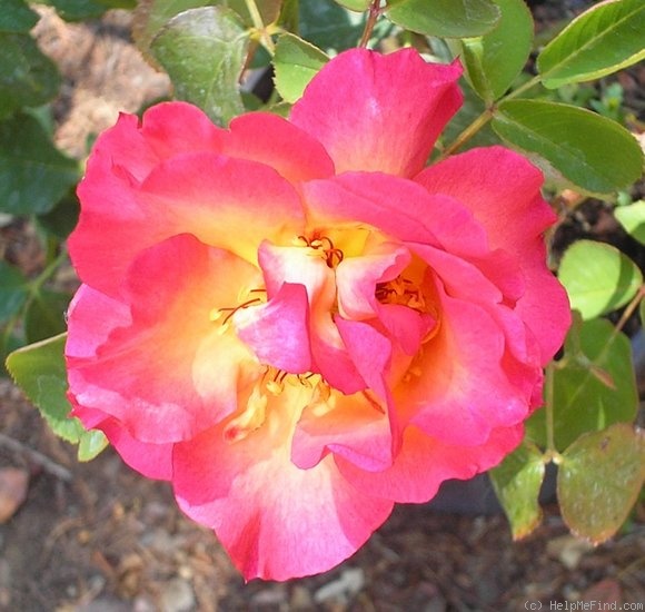 'Frank's Climber' rose photo