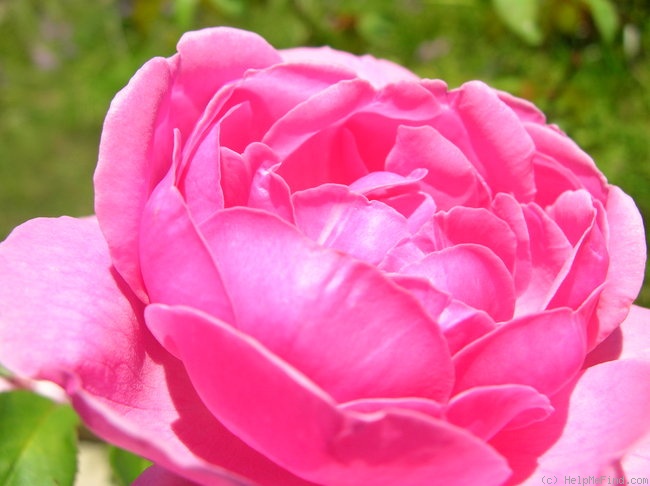 'Bishop's Castle' rose, click to enlarge 'Bishop's Castle' rose photo