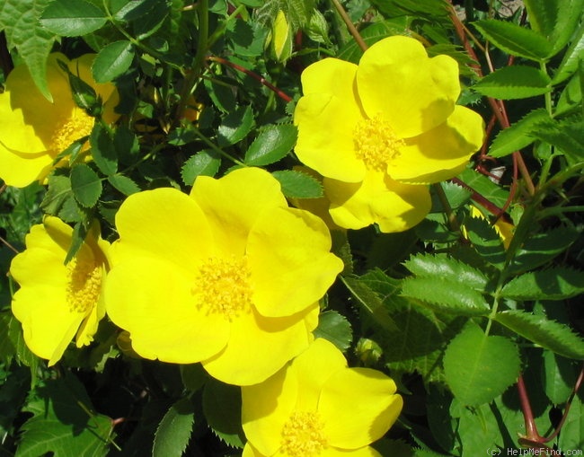 'Austrian Yellow' rose photo