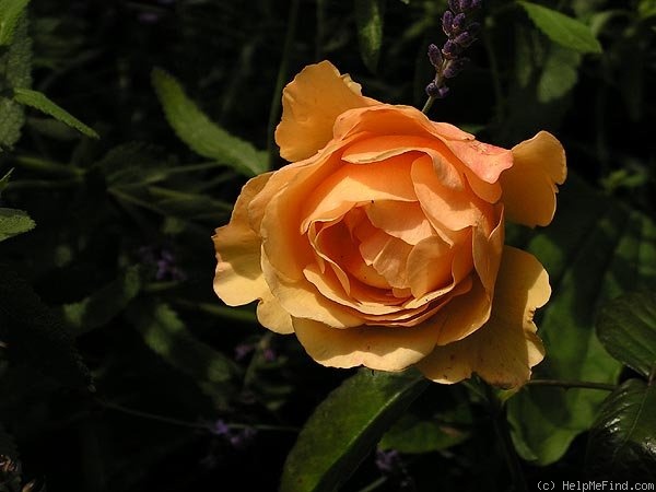 'Alison 2000' rose photo