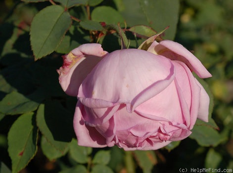 'Madame d'Enfert' rose photo