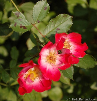 'Rosenwalzer' rose photo