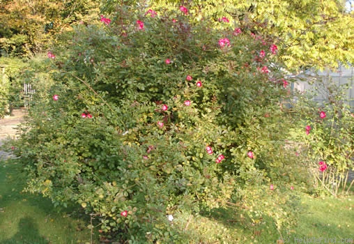'Rosenwalzer' rose photo