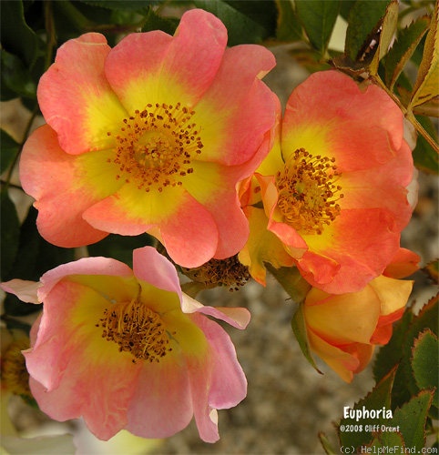 'Euphoria (hybrid hulthemia, Ilsink, 1997)' rose photo