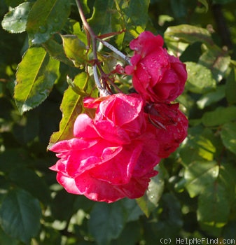 'Schlossgarten' rose photo