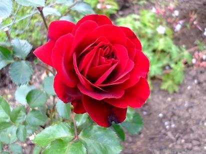'Isabelle Renaissance' rose photo