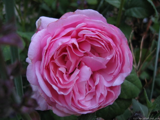 'Lady Angela' rose photo