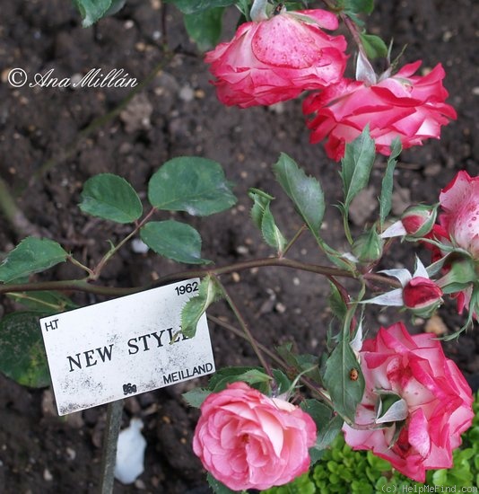 'New Style' rose photo