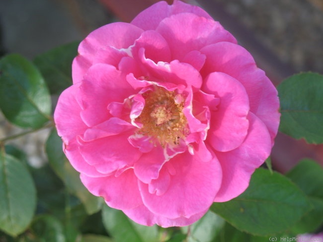 'Cup Of Joy' rose photo