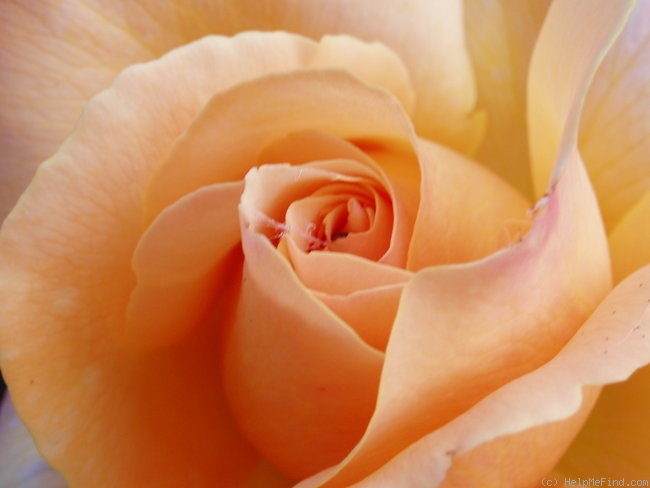 'Lolita ® (hybrid tea, Kordes 1972)' rose photo