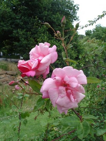 'Barossa Old Rose Repository'  photo