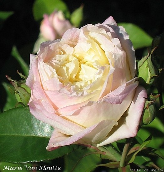 'Marie van Houtte' rose photo