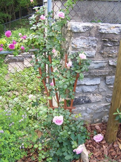 'Sir John Mills' rose photo