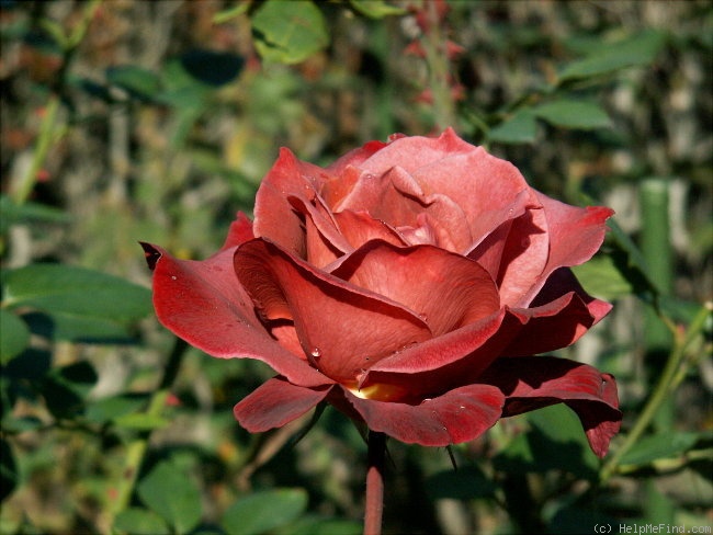 'Black Tea' rose photo
