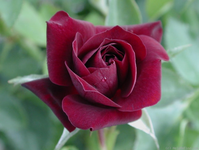 '11-02-07' rose photo
