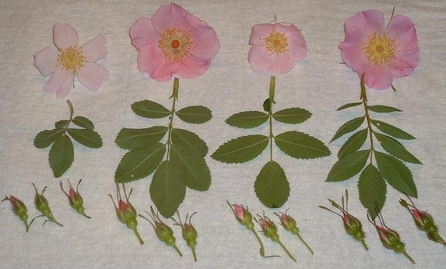'Carolina (Species)' rose photo