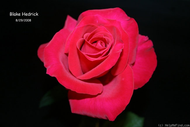 'Blake Hedrick' rose photo