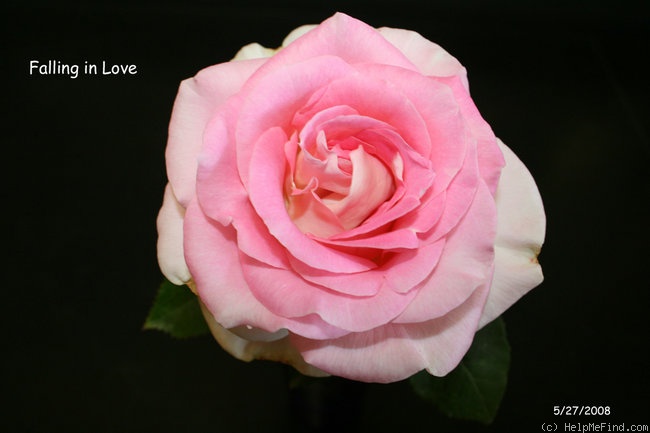 'Falling in Love ™' rose photo