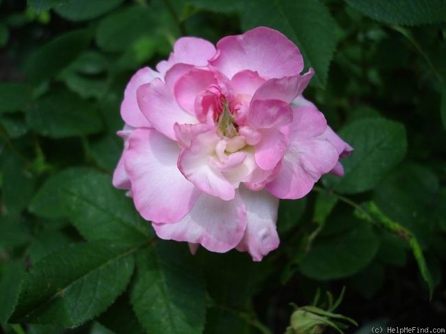 'Belle Virginie' rose photo