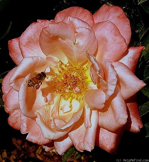 'New Zealand (hybrid tea, McGredy 1988)' rose photo