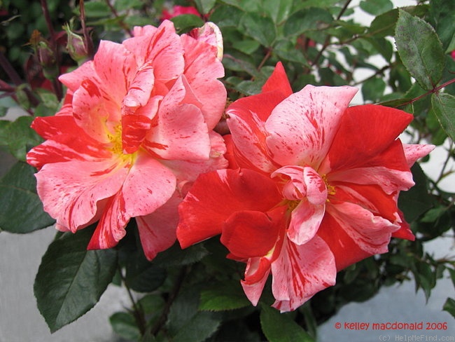 'Hanky Panky (floribunda, Carruth, 2000)' rose photo