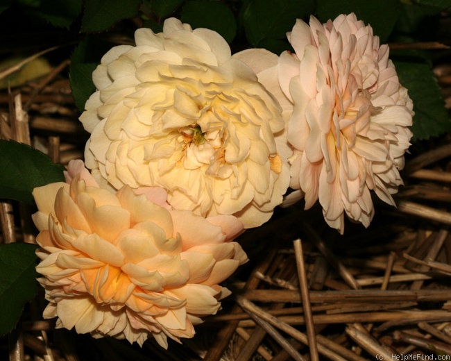 'Jeri Jennings' rose photo