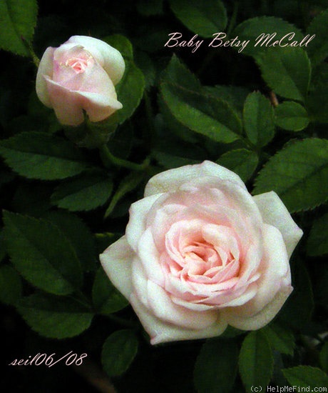 'Baby Betsy McCall' rose photo