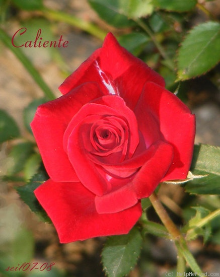 'Caliente ™ (miniature, Benardella, 2004)' rose, click to enlarge 'Caliente ™ (miniature, Benardella, 2004)' rose photo