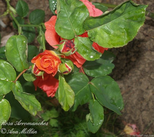 'Arromanches' rose photo
