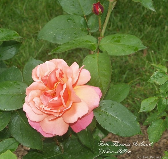 'Florence Arthaud' rose photo