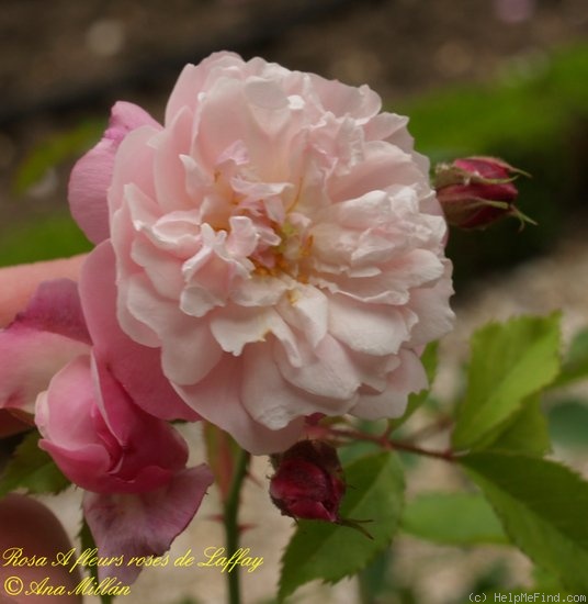'A fleurs rose de Laffay' rose photo