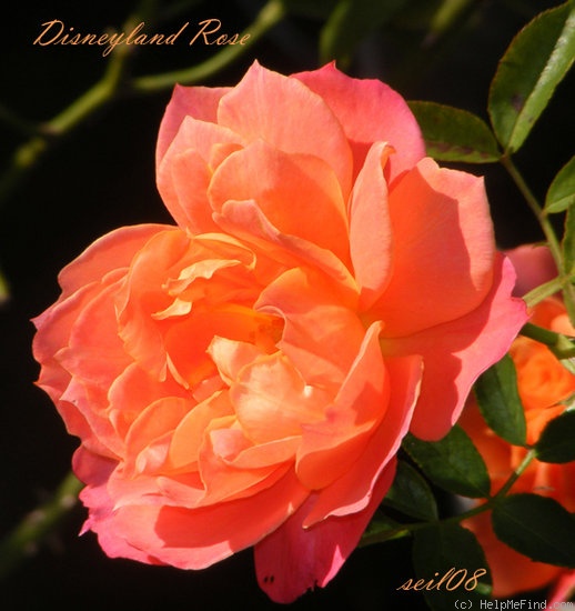 'Disneyland Rose ®' rose photo