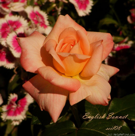 'English Sonnet ™' rose photo
