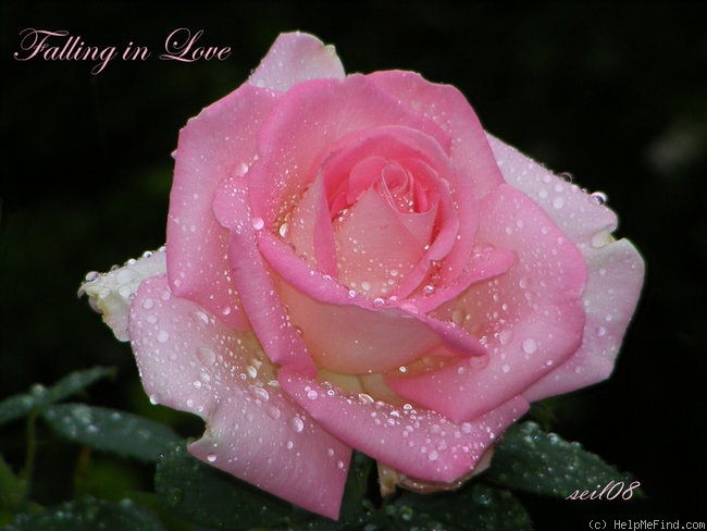 'Falling in Love ™' rose photo