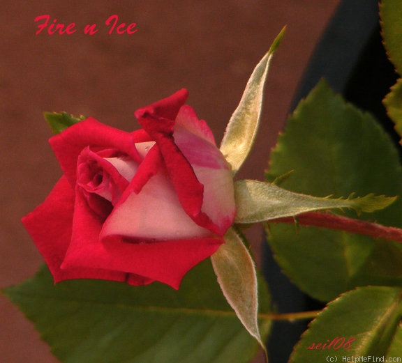 'Fire 'n' Ice ™' rose photo