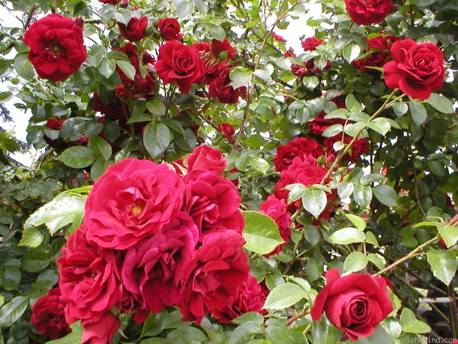 'Amadeus ™ (LCl, Kordes, 2003)' rose photo