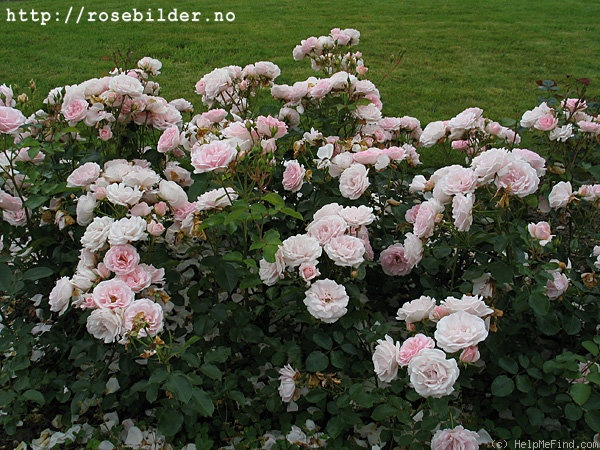 'Ballade ® (floribunda, Evers/Tantau, 1991)' rose photo
