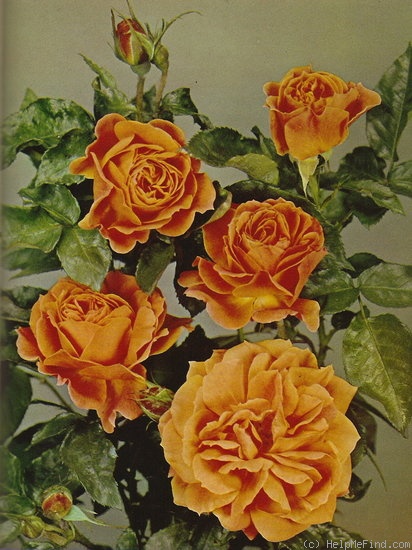 'Dorrit (floribunda, Soenderhousen, 1968)' rose photo