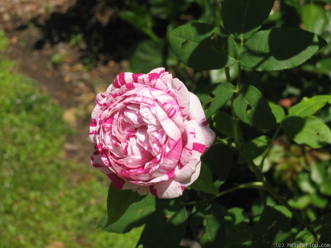 'Variegata di Bologna' rose photo