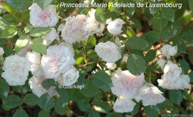 'Princesse Marie-Adelaïde de Luxembourg' rose photo
